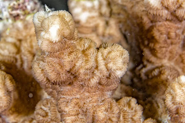 Hard coral macro — Stock Photo, Image