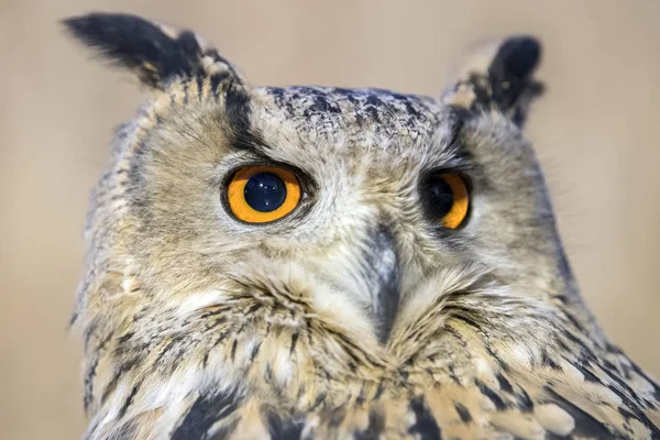 Hibou oeil détail fermer macro — Photo