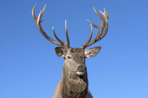 Mężczyzna czerwony portret jelenia, patrząc na Ciebie — Zdjęcie stockowe