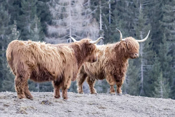 Highlander escocés peludo vaca congelado nariz —  Fotos de Stock