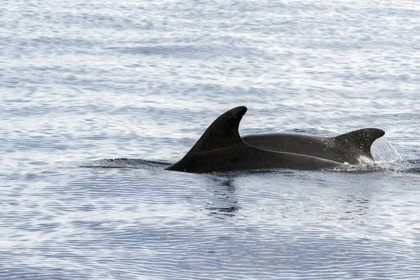 Delfino mentre salta nel mare blu profondo — Foto Stock