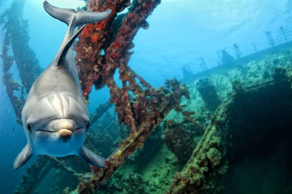 Delfin podwodne patrzy na Ciebie z wraku — Zdjęcie stockowe