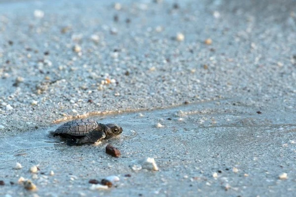 Żółw zielony golfina noworodka zbliża się do morza — Zdjęcie stockowe