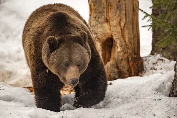 Orso ritratto nella neve — Foto Stock