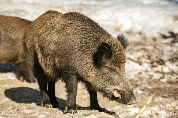 Vildsvin fläsk mun medan man äter — Stockfoto