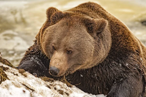 雪の中でクマの肖像画 — ストック写真