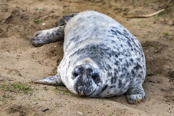 Grijze zeehond pup terwijl u ontspant op het strand in Groot-Brittannië — Stockfoto