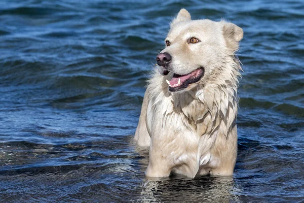 Белая волчья собака, глядя на вас — стоковое фото