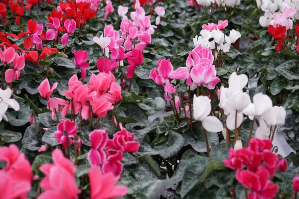 Cyclamen bloem Multi kleuren — Stockfoto