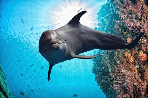 Dolphin under vattnet på revet på nära håll ser — Stockfoto