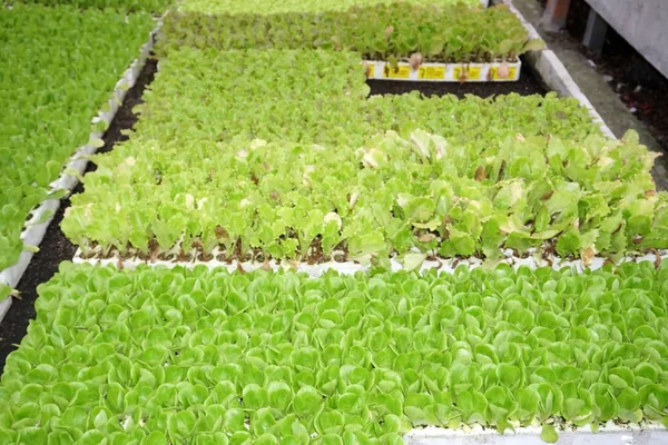 Baby lettuce on polystyrene — Stock Photo, Image