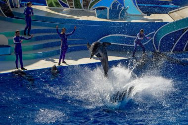 San Diego, Amerika Birleşik Devletleri - Kasım, 15 2015 - Sea World adlı yunus gösterisi