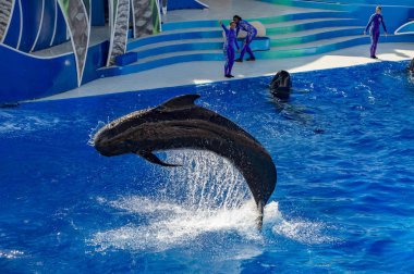 San Diego, Amerika Birleşik Devletleri - Kasım, 15 2015 - Sea World adlı yunus gösterisi