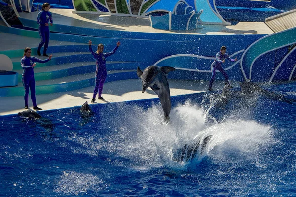 SAN DIEGO, EE.UU. - 15 DE NOVIEMBRE DE 2015 - El espectáculo de delfines en Sea World — Foto de Stock