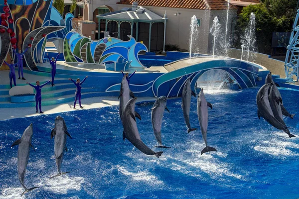 San Diego, Amerika Birleşik Devletleri - Kasım, 15 2015 - Sea World adlı yunus gösterisi — Stok fotoğraf