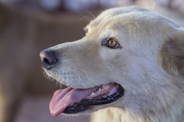 Sana bakmak ederken beyaz Kurt köpek