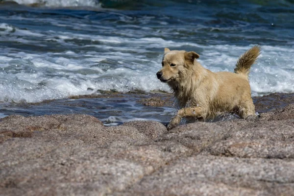 海を見ながら白い狼犬 — ストック写真