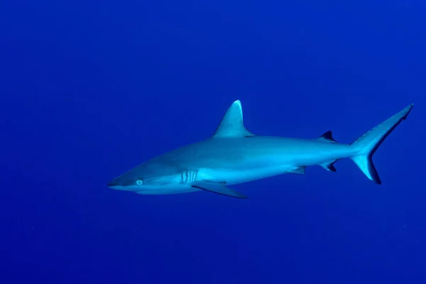 Jovem tubarão cinzento pronto para atacar debaixo d 'água no azul — Fotografia de Stock