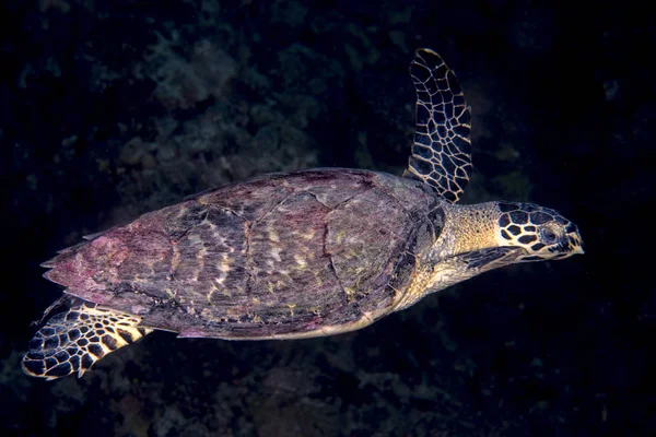 Vert tortue gros plan portrait sous-marin — Photo