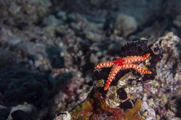 Red sea star visí na útesu v Papua Indonésie — Stock fotografie