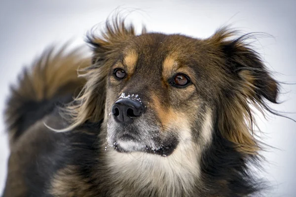 Köpek portre kar arka planda — Stok fotoğraf