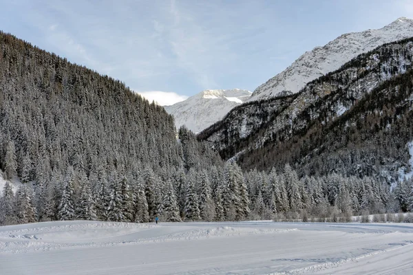 Rami di pino ricoperti di neve in montagna — Foto Stock