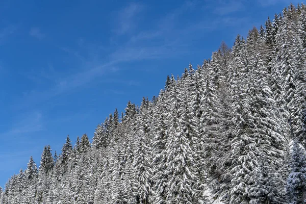 Сосновые ветви, покрытые снегом в горах — стоковое фото