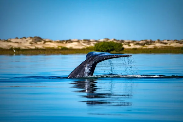 Cola de ballena gris cayendo en el océano al atardecer — Foto de Stock