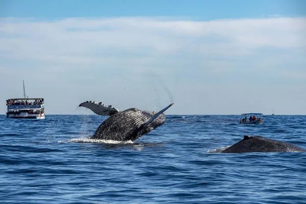 Kambur balina ihlal — Stok fotoğraf