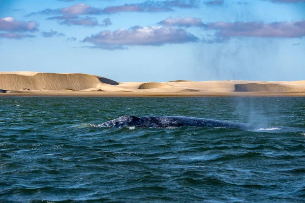 Baleine grise nez au coucher du soleil dans l'océan Pacifique — Photo