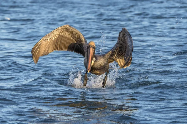 Pelícano volando al atardecer — Foto de Stock