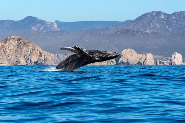 Humpback whale breaching — Stock Photo, Image