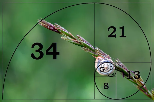 Fibonacci sequence Curvas matemáticas sobre caracol —  Fotos de Stock