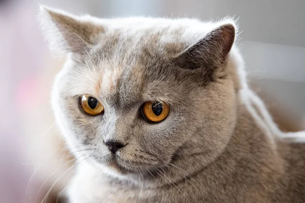 Retrato de gato cartujo naranja — Foto de Stock