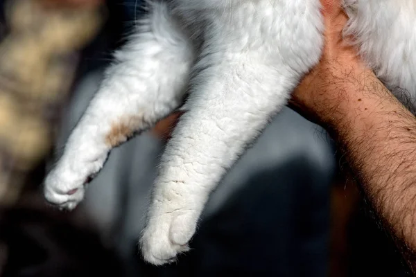 Cat paw on human hand — Stock Photo, Image