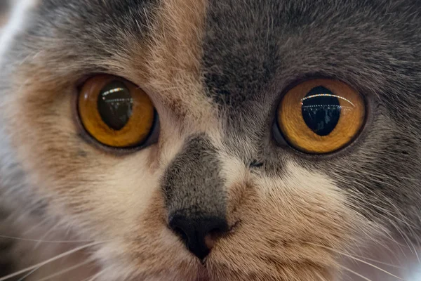 Orange Cat eyes close up detail — Stock Photo, Image