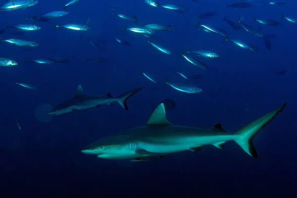 Tiburón gris listo para atacar bajo el agua — Foto de Stock