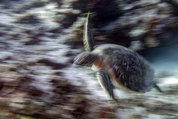 Mozgás hatása a tengeri teknős, miközben néztem meg közelről portré — Stock Fotó