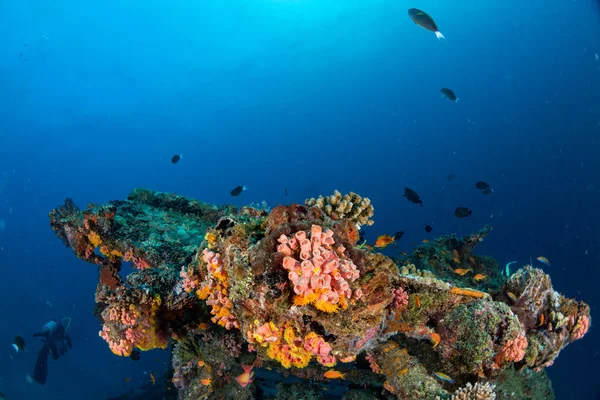 Naufragio en Maldivas Océano Índico —  Fotos de Stock