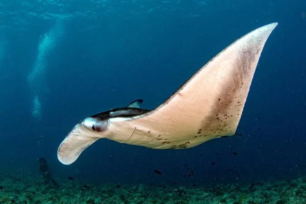 Manta en el fondo azul del océano retrato —  Fotos de Stock