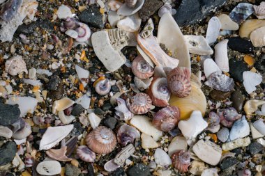 Onetangi Yeni Zelanda sahilde birçok farklı kabukları