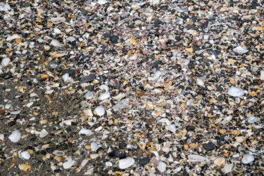 Onetangi Yeni Zelanda sahilde birçok farklı kabukları