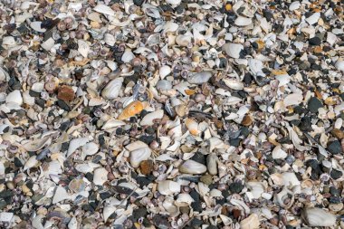 Onetangi Yeni Zelanda sahilde birçok farklı kabukları