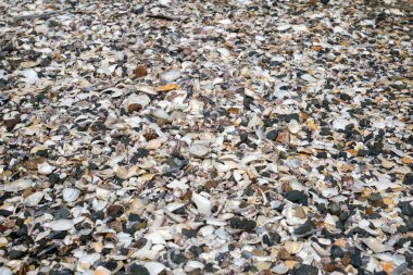 Onetangi Yeni Zelanda sahilde birçok farklı kabukları
