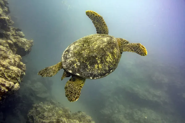 Greenn turtle bliska podwodne portret — Zdjęcie stockowe