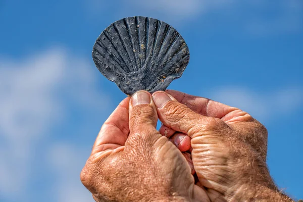 El ile gökyüzünde bir deniz hayvanı kabuğu