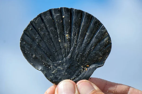 El ile gökyüzünde bir deniz hayvanı kabuğu