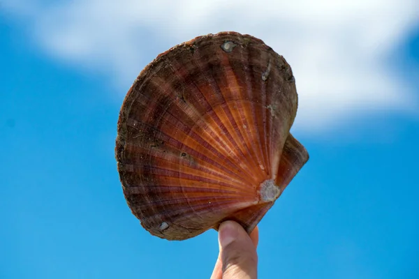 Hand med ett skal i himlen — Stockfoto