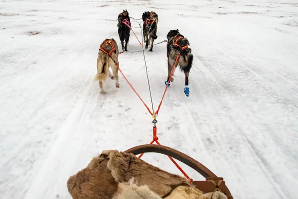 Sled dog τρέξιμο στο χιόνι — Φωτογραφία Αρχείου