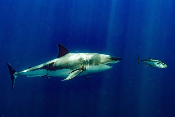 Grand requin blanc attaque le sang de thon dans l'eau — Photo
